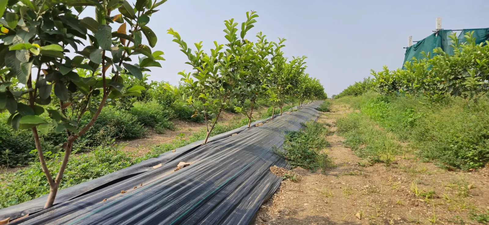 Guava plants with weedmat setup at Kurela Agro Farms