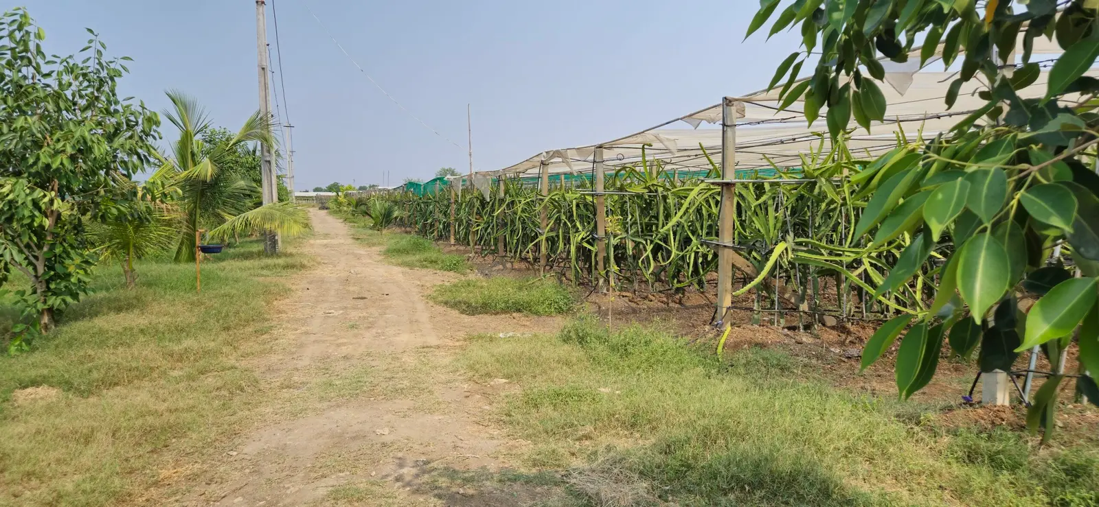 Visitors walking the dragon fruit plantation on a Kurela farm tour