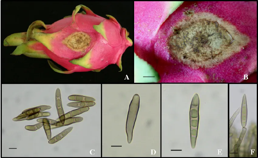 Rot symptoms caused by Bipolaris cactivora on dragon fruit