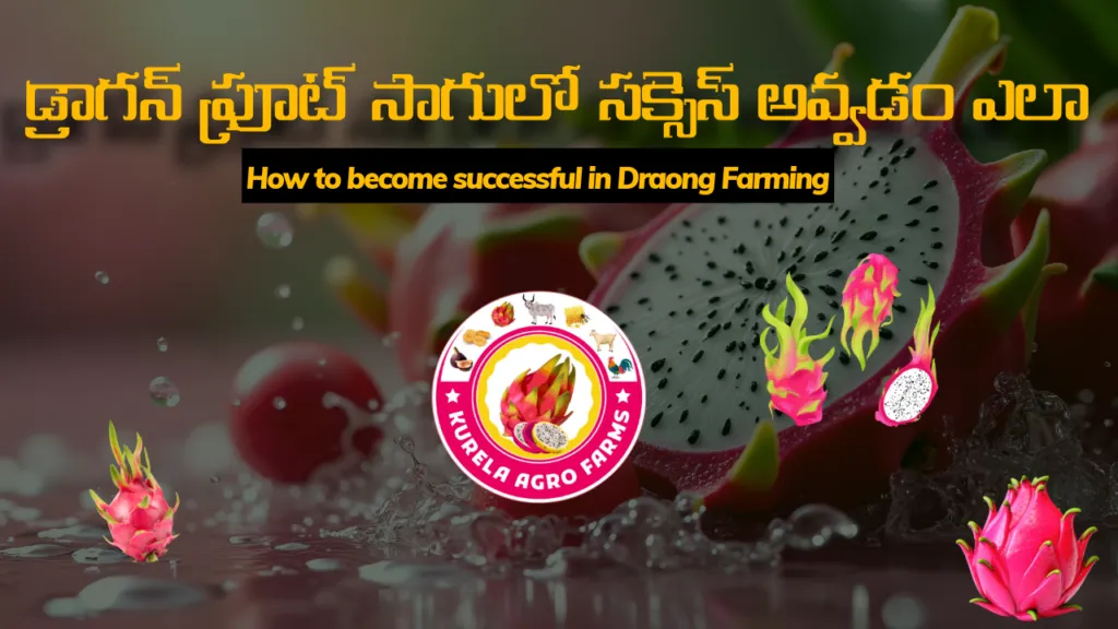🌱 How to Become Successful in Dragon Fruit Farming: A Comprehensive Guide