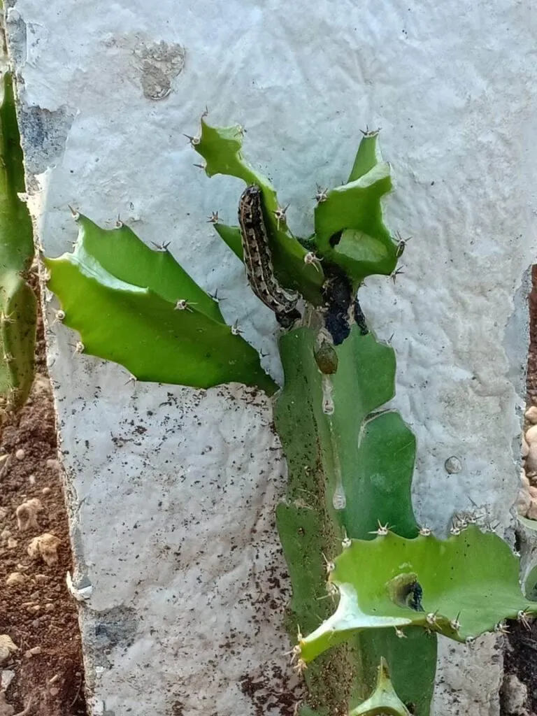Caterpillar on a dragon fruit plant