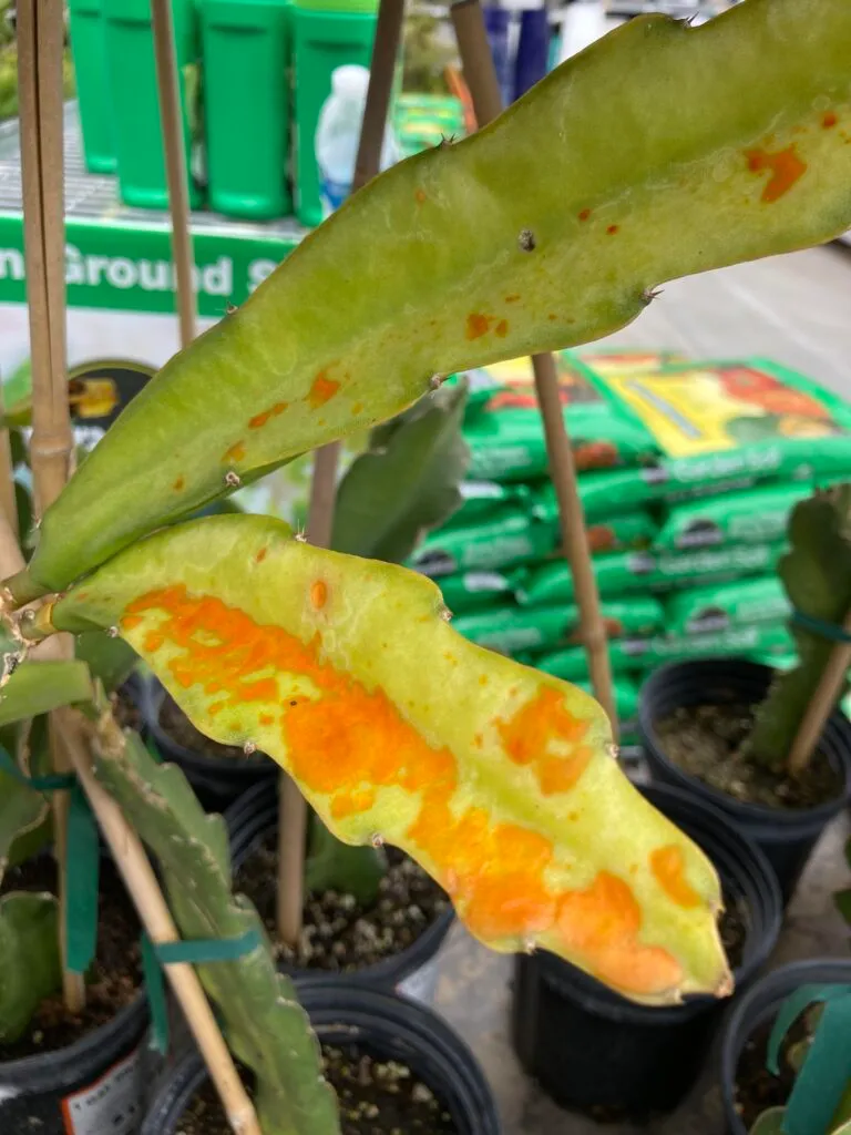 Rust pest symptoms on dragon fruit plant