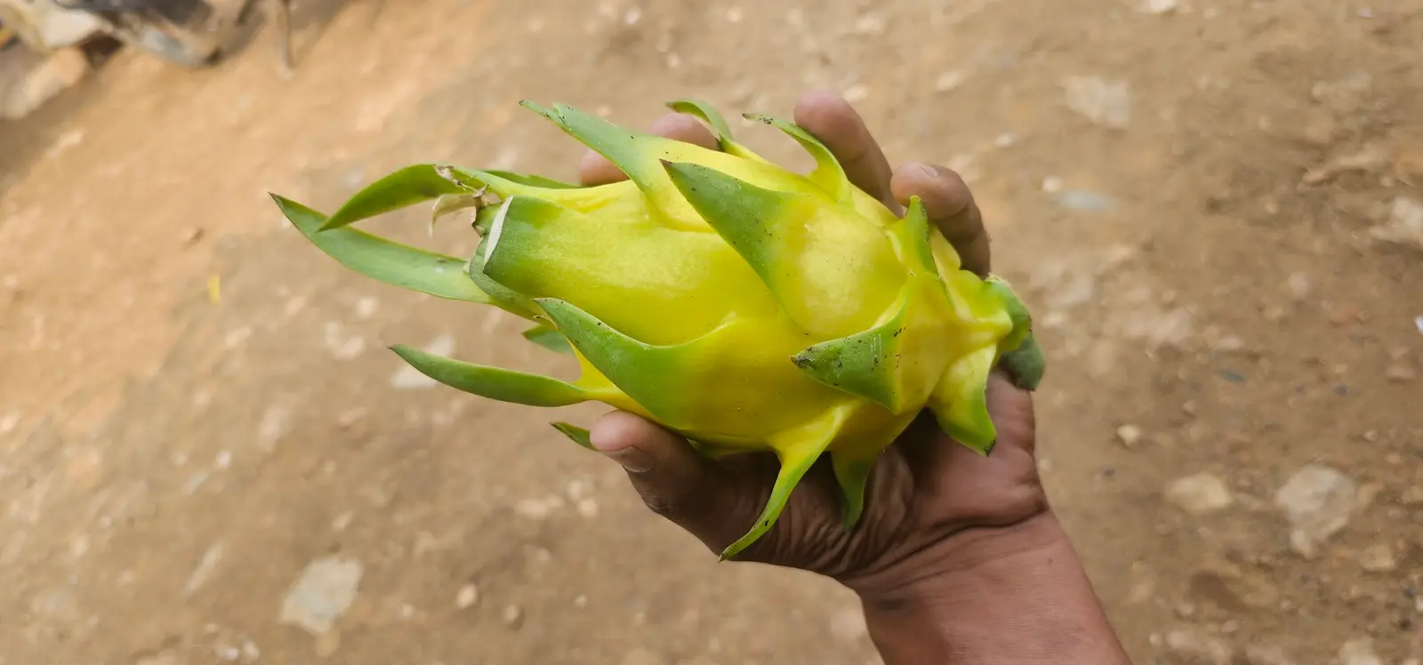 Golden Yellow Dragon Fruit