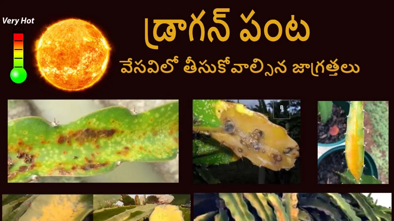 video background