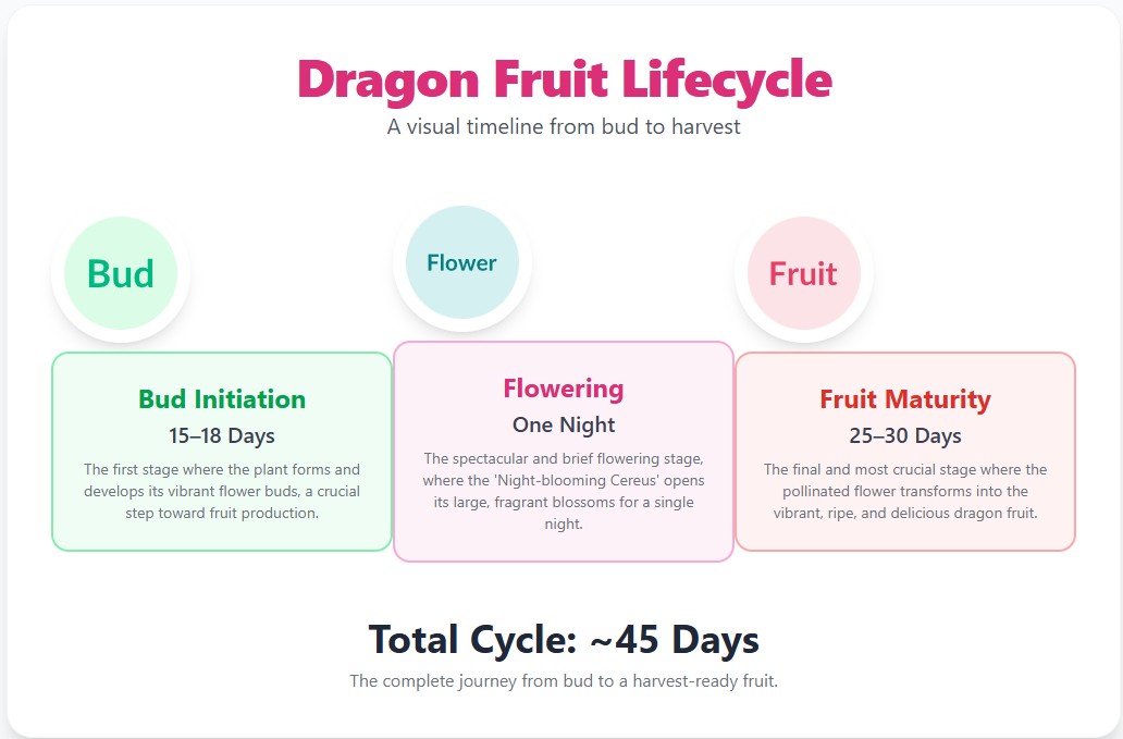 Dragon fruit lifecycle from bud to harvest