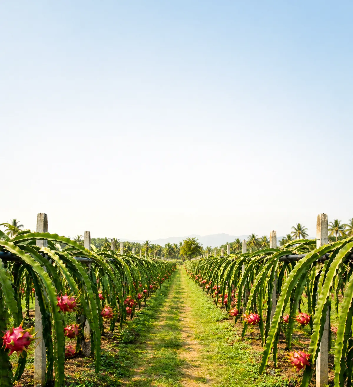 Dragon fruit trellis rows at Kurela Agro Farms
