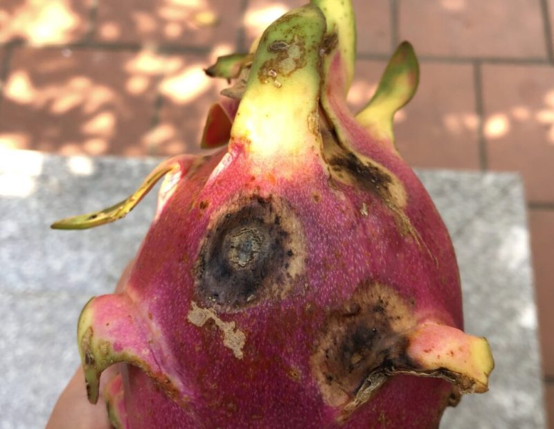 dragon fruit rot
